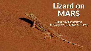 [MARS]- NEW Lizard On Mars Planet | LATEST 4K IMAGES FORM MARS BY PERSEVERANCE ROVER |