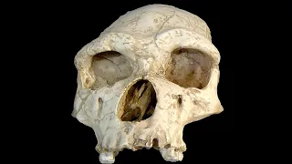 Trochę o ewolucji człowieka 2/3: Homo erectus