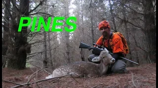 How to Hunt Pine Forests