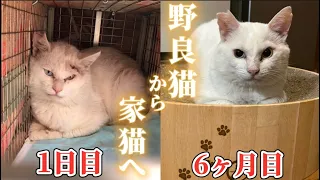 【野良猫から家猫へ】ボロボロの白猫が家猫になるまでの記録