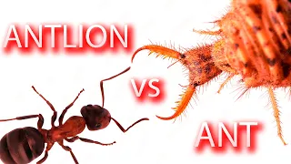 Antlion - the cold blooded killer. Ant vs Antlion