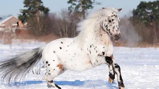 Самые Дорогие Породы Лошадей - Аппалуза / Incredible Appaloosa Horse