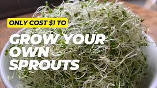 Only cost $1 to grow your own sprouts at home | Heal Ping You