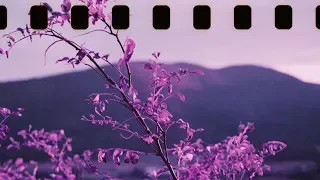 CRAPSHOOT. Lomochrome Purple 35mm Shot through the FujiFilm GA645zi