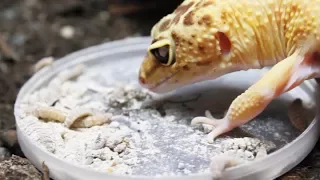 FEEDING TIME FOR THE GECKOS!