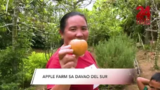 Apple farm sa Davao del Sur | 24 Oras