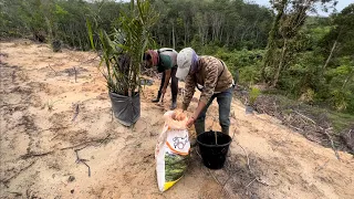 PENTING!!! Jarak Letak Pupuk Cara Tabur & Benam Kelapa Sawit || By : Djend. Muhayat PPKS Medan