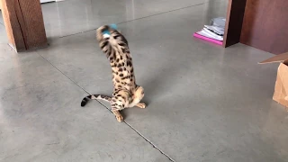 Sam the Bengal Cat Finds Mystery Toy