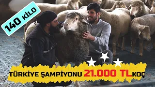 TÜRKİYE ŞAMPİYONU 21.OOO TL LİK MERİNOS KOÇ | 140 KİLO (Küçükbaş Koyunculuk Hayvancılık)