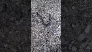 Ants vs worm in Ants colony