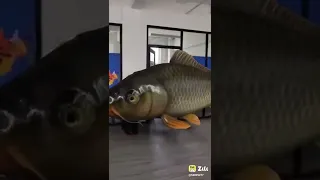 fish video