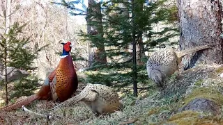 Male Pheasant Has Two Ladies
