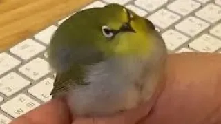 borb