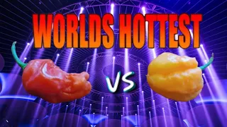 World's Hottest Pepper  Which is Hottest?