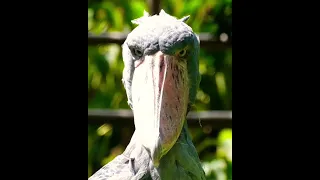 Shoebill stork Staring into the Camera 👁👁 #shoebillstork #birds #shorts #viral #shorts #short