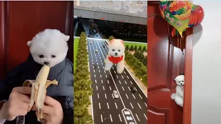 Funny and Cute Pomeranian Videos 🐶😍 Cutest Animals | Cutest Puppies #269