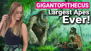 Gigantopithecus Blacki | Biggest Ape Ever!