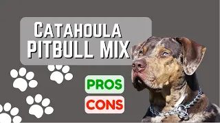 Catahoula Leopard Dog Pitbull Mix: What Is It? Pros and Cons!