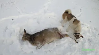 Охота в Сибири на косулю сибирскую. Колбаса домашняя из мяса дикой косули, всё просто и  вкусно.