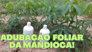 TUDO SOBRE A ADUBAÇÃO FOLIAR DA MANDIOCA!