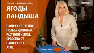 Ягоды ландыша. Панические атаки. Польза ядовитых растений и ягод. Средство от панических атак.