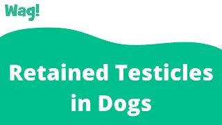 Retained Testicles in Dogs | Wag!