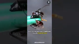 Bullet Ant | The Insect with the World's Most Painful Sting