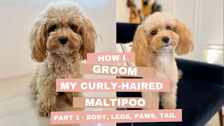 How I groom my curly haired maltipoo part 1 - paws, body, legs, tail #maltipoo #groomingmaltipoo