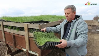 Технология выращивания лука через рассаду - высадка в открытый грунт