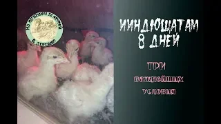 Индюшата 🦃 с первых дней. Это важно знать! ☝