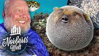 TÖDLICHER FUGU | KUGELFISCH WIRKLICH GIFTIG | NORBERTS WELT | Zoo Zajac