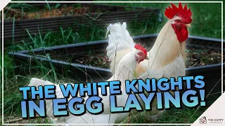 White Rock Chickens: From Egg to Table, Here's Why They Rock!