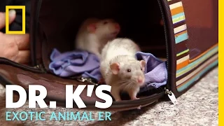 Oh Rats! | Dr. K's Exotic Animal ER