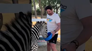 Gerard Butler | SO CUTE! Gerry's PLAYFUL experience while feeding a zebra!