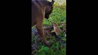 БЕССТРАШНЫЙ ЗЛОЙ СУСЛИК!!!!😈Fearless Evil Gopher!!!!!!!!!!!