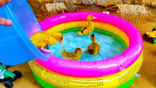 Best Moments With Funny Ducklings | Duckling Swimming | Inflatable Water Park For Ducklings