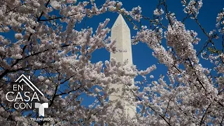 Cerezos decoran las calles de Washington D.C. con sus flores rosadas | Telemundo