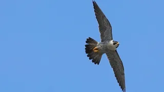 Sunny Scarborough to spot the Peregrine Falcon