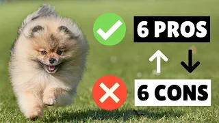 The PROS and CONS of Owning a Pomeranian Dog