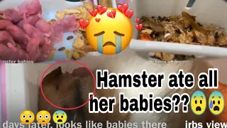 Does hamster eat their babies | How to save hamster babies?