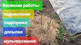 Весенние работы с голубикой: подкисление,  подкормка,  досыпка, мульчирование.