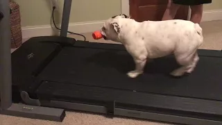 English Bulldog on Treadmill