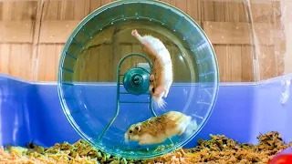 Cutest & Funniest Hamster Videos of All Time Compilation Try Not to Laugh 2020