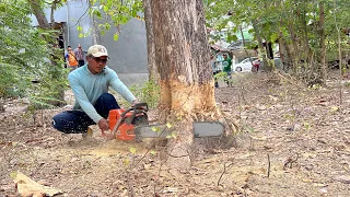 Cut down old teak trees, Husqvarna 395xp & Stihl ms660 chainsaw.