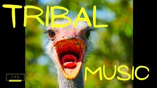 Tribal Music African Drums Vol 30 [Best African Relaxing Instrumental Music] Ostrich In Nature