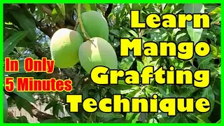 How To Graft Mango Tree: Grafting Mango Trees Technique