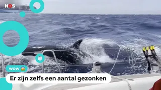 Agressieve orka's vallen (opnieuw) boten aan