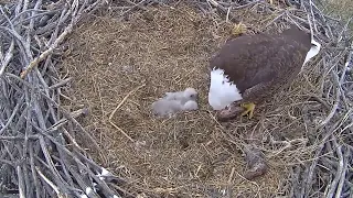 Xcel Energy Fort Saint Vrain Eagle Cam 16.04.2024