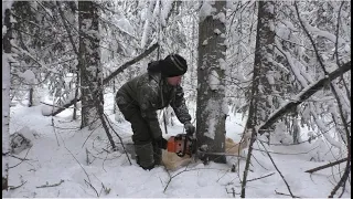 Валка леса в лесосеке, от первого лица. Новый заезд.