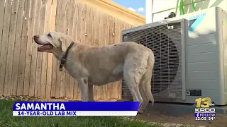 Dog from Colorado Springs reunited with family after owner's death